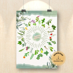 36 Wildkräuter-Rad (PDF)