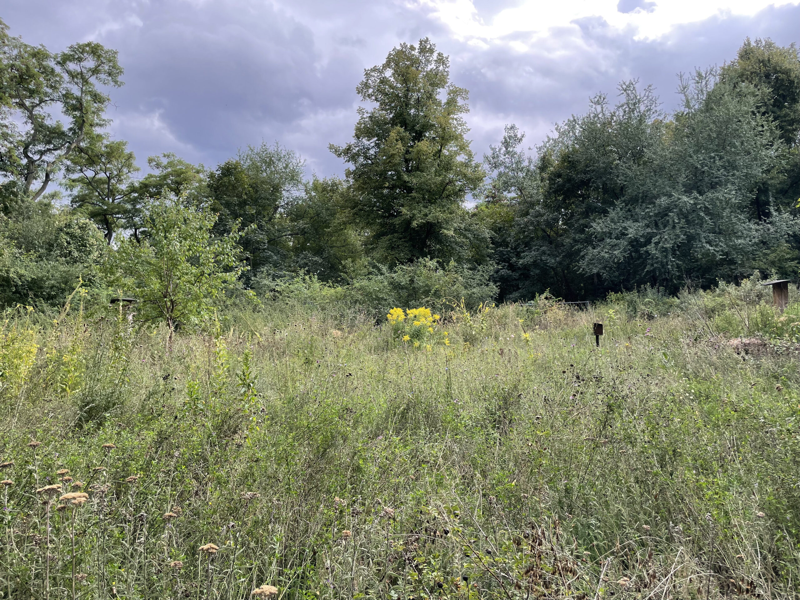 Berliner Stadtnatur